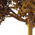 Acer Pseudoplatanus Tree 02 - Thumbnail 1