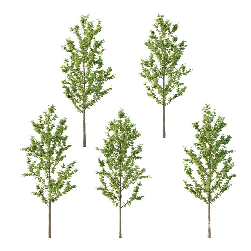 Acer Pseudoplatanus Tree 03 - Image 1