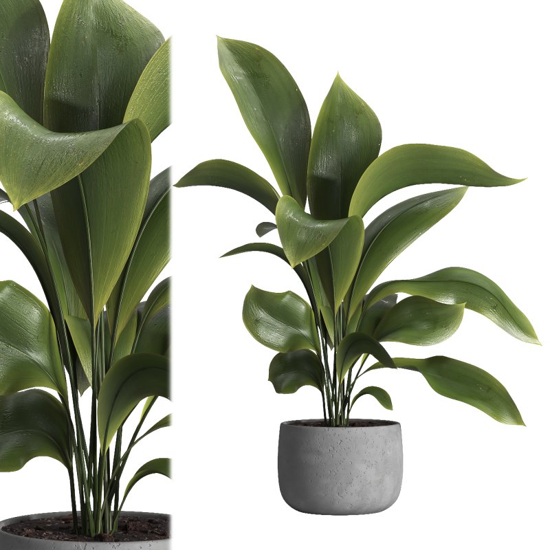 indoor plant 022 - Image 1