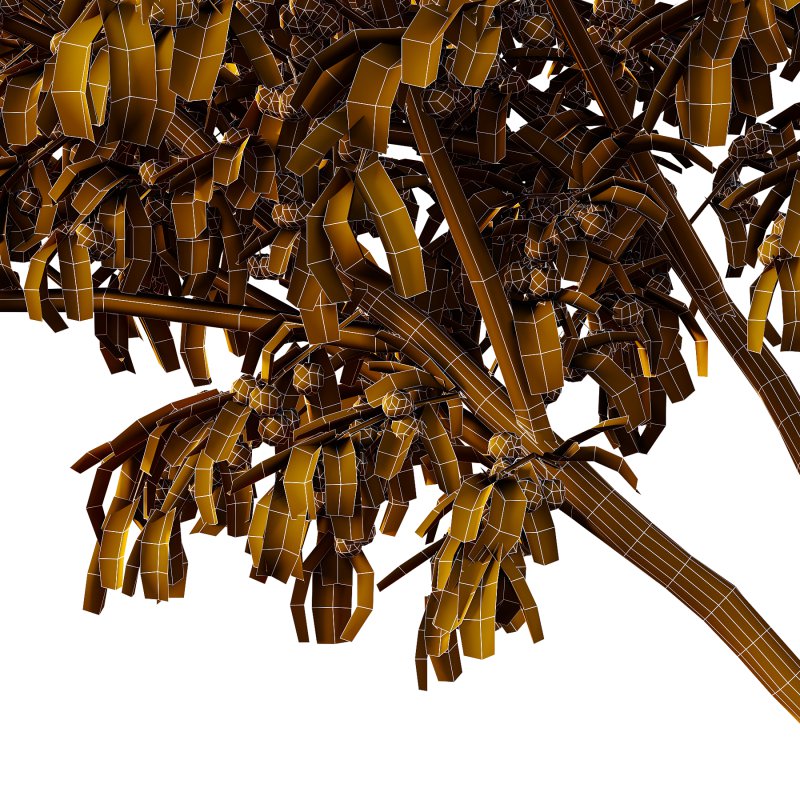 Prunus pseudocerasus Diospyros Kaki Fruit Tree 003 - Image 2