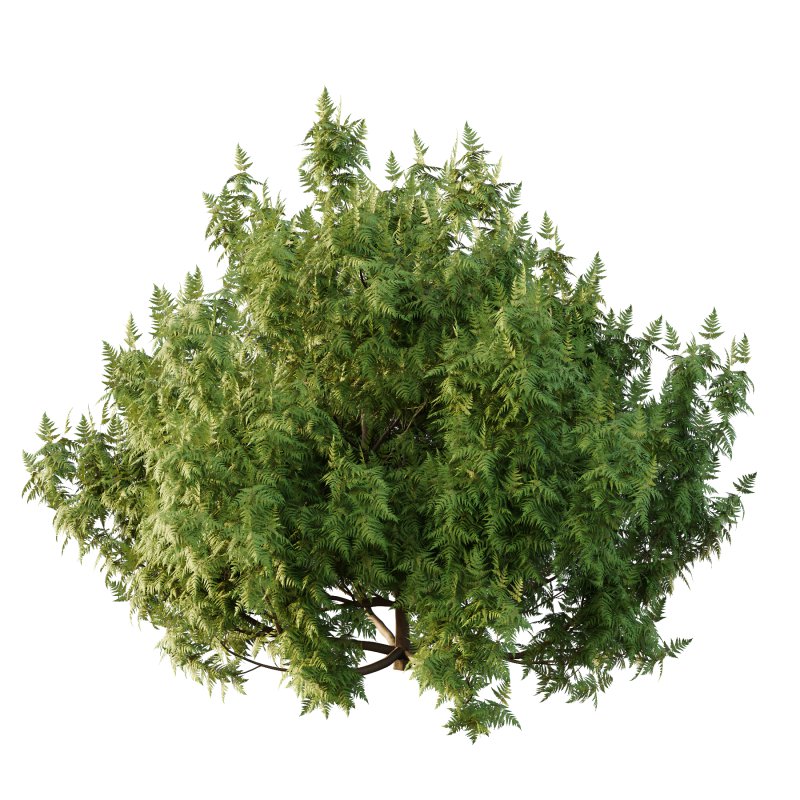 Different bush 26 - Image 1