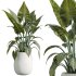 AV Indoor Plants Set 244 Ficus Indian Spineless Yucca Zamiifolia Mission Olive Alocasia - Thumbnail 3
