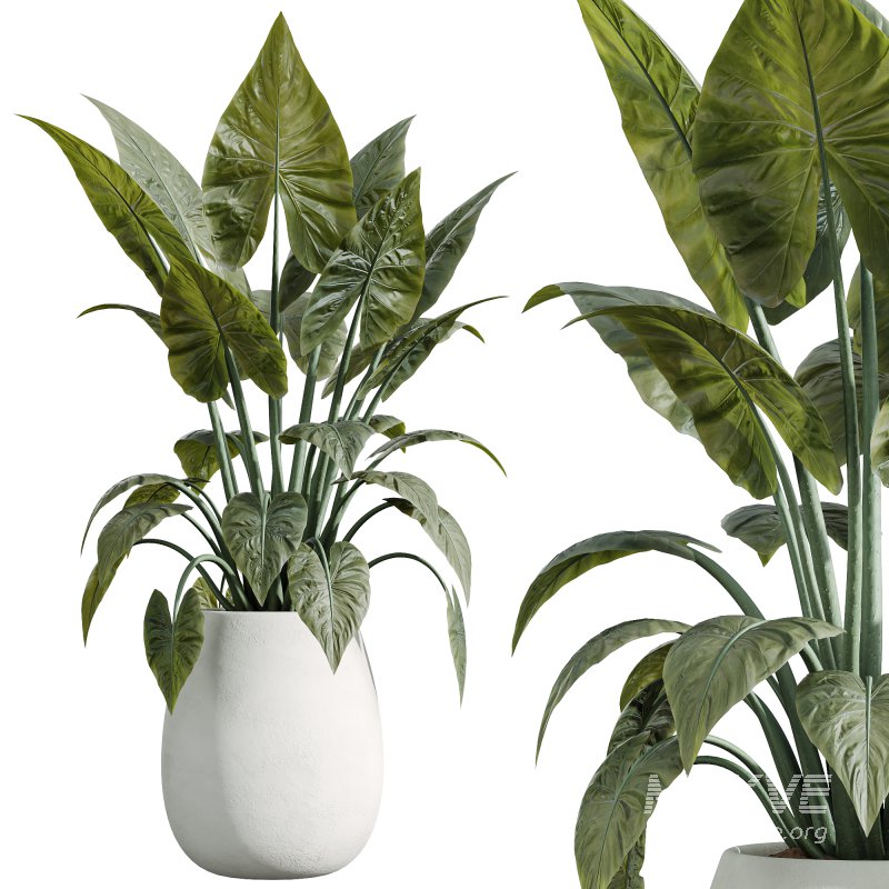 AV Indoor Plants Set 244 Ficus Indian Spineless Yucca Zamiifolia Mission Olive Alocasia - Image 3
