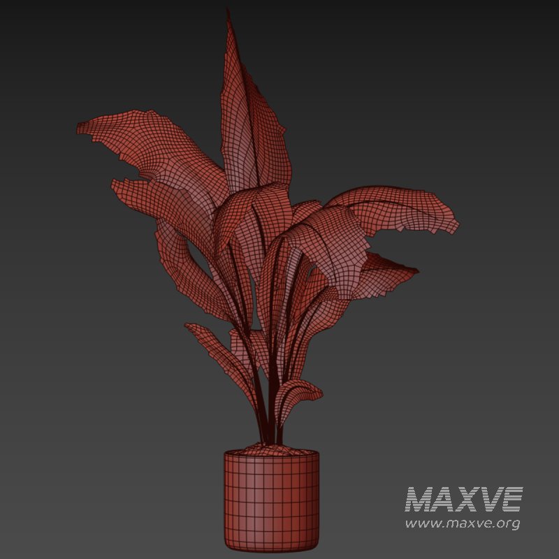 indoor plant 021 - Image 4