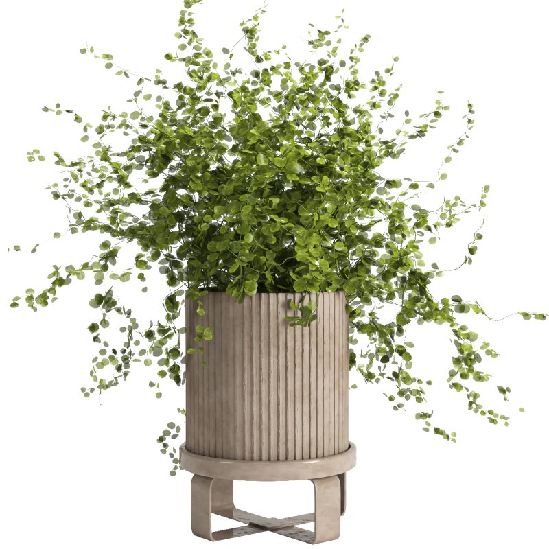 Indoor plant 011 - Image 2