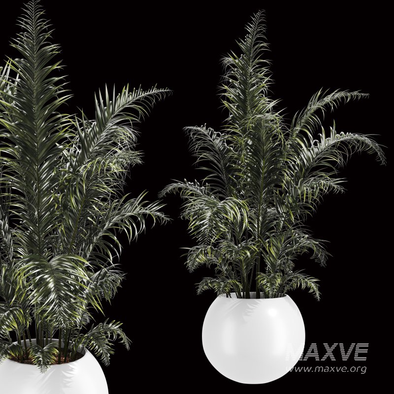 Indoor Plant Set 003 - Image 2