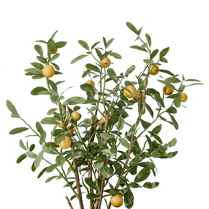 AV Indoor Plants Set 242 Euphorbia Sunshine and Wilsonii Olive and China Orange Tree and Ficus Elastica and Fittingly Elephant - Image 1