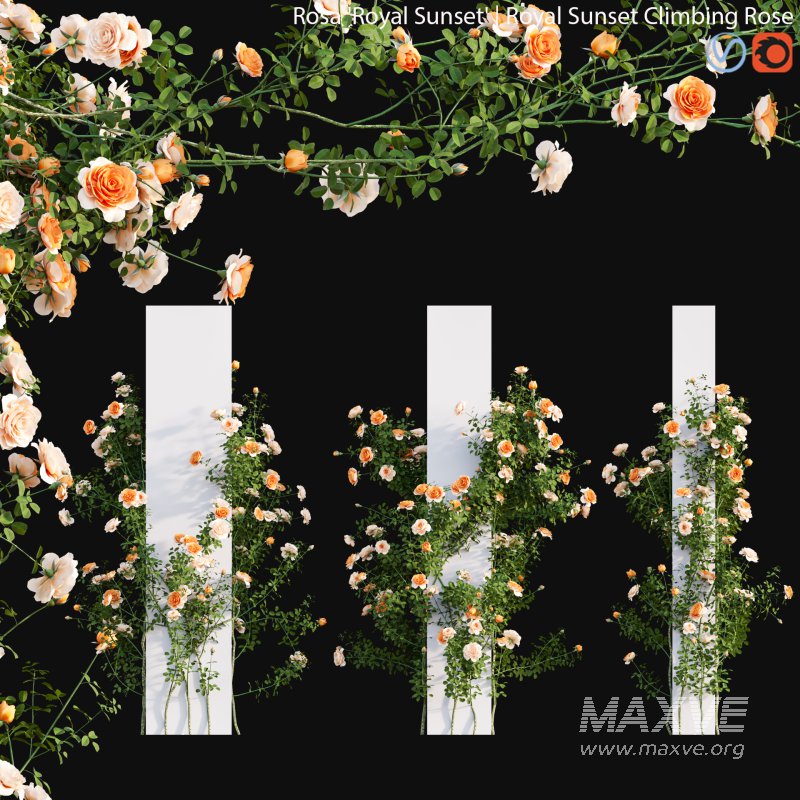 Royal Sunset Climbing Rose 03 - Image 1