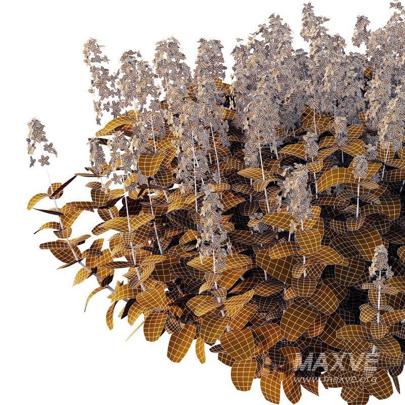 Different bush 13 - Image 8