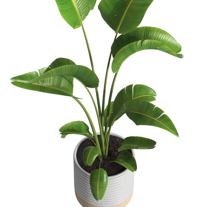 indoor plant 032 - Image 3