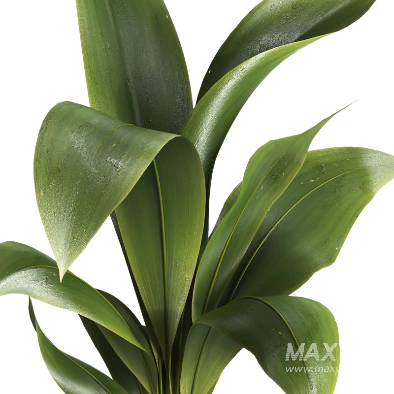 indoor plant 027 - Image 4