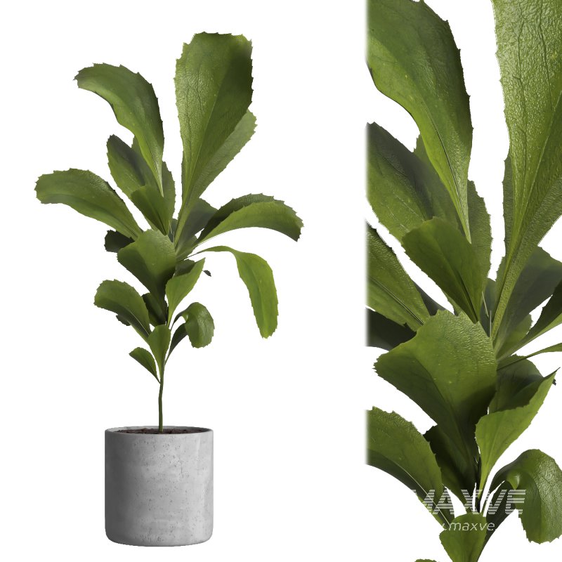 indoor plant 024 - Image 1