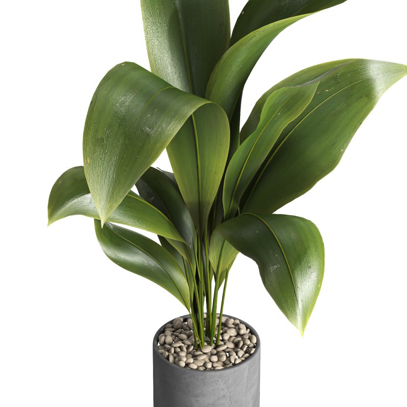 indoor plant 027 - Image 3