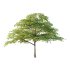 Acer Pseudoplatanus Tree 05 - Thumbnail 1