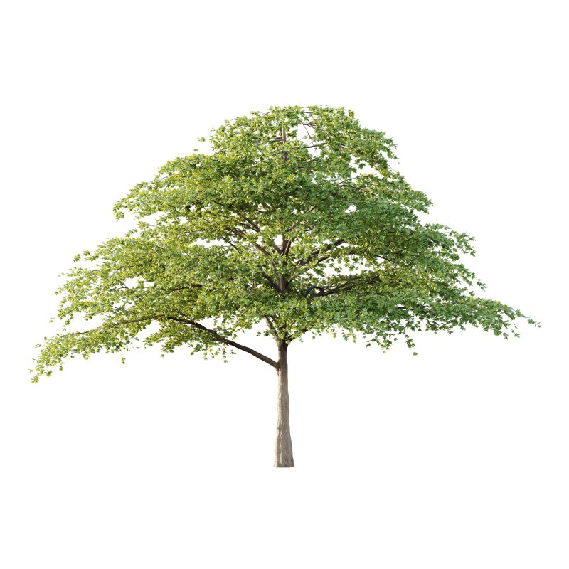 Acer Pseudoplatanus Tree 05 - Image 1