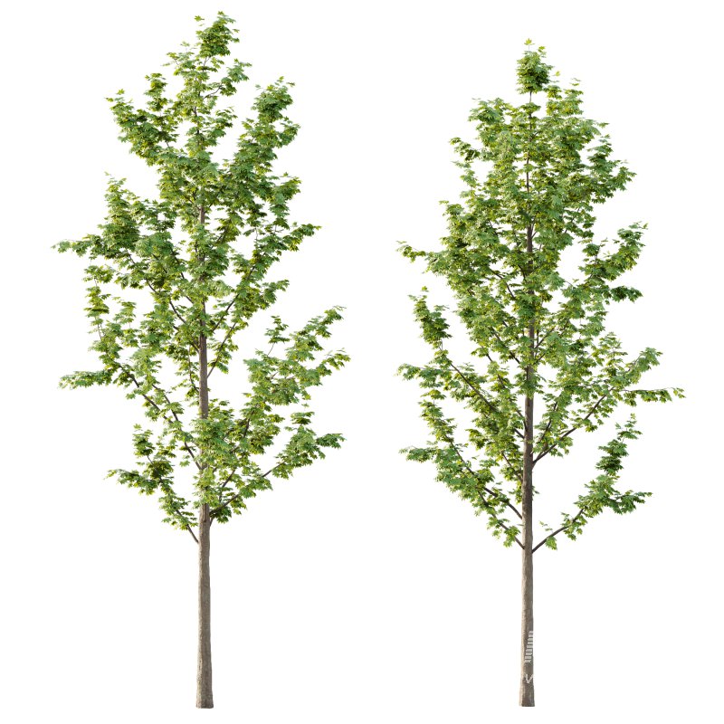 Acer Pseudoplatanus Tree 03 - Image 2