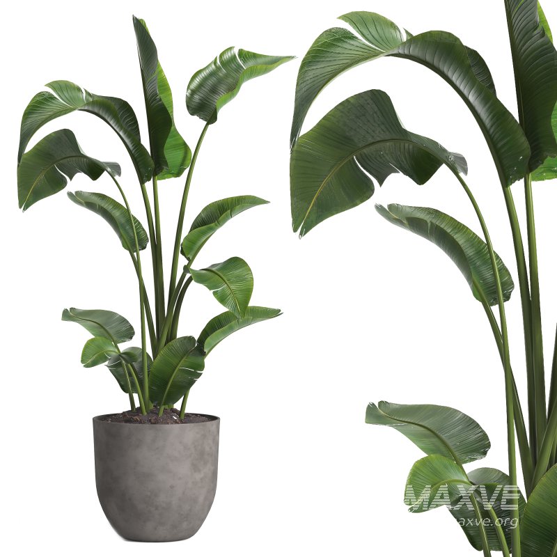 indoor plant 09 - Image 1