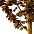 Acer Pseudoplatanus Tree 03 - Thumbnail 6