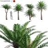 Cycas pectinata 01 - Thumbnail 1