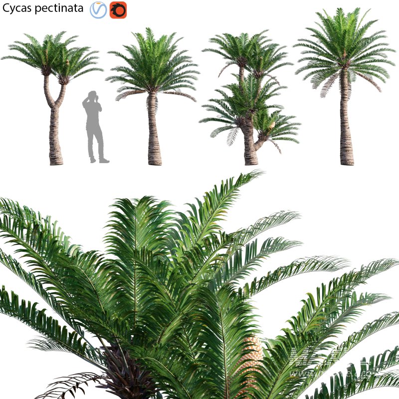 Cycas pectinata 01 - Image 1