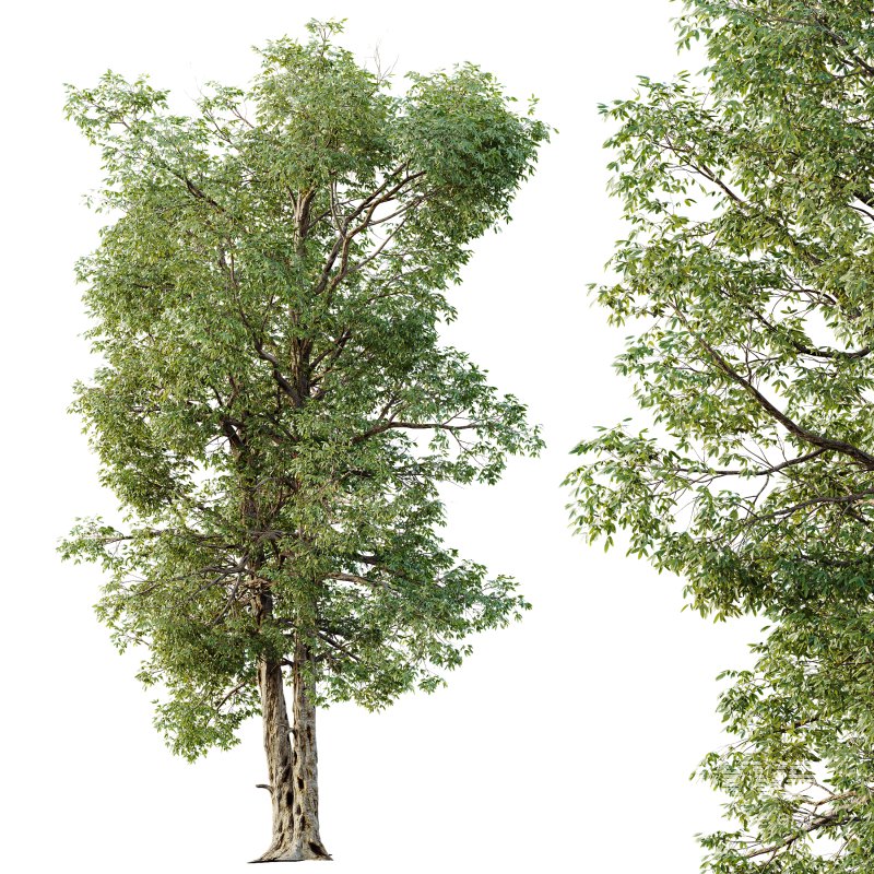 AV Plants Carya Glabra Ovalis Caryer Rouge Hickory03 - Image 2