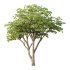 Acer Pseudoplatanus Tree 10 - Thumbnail 1