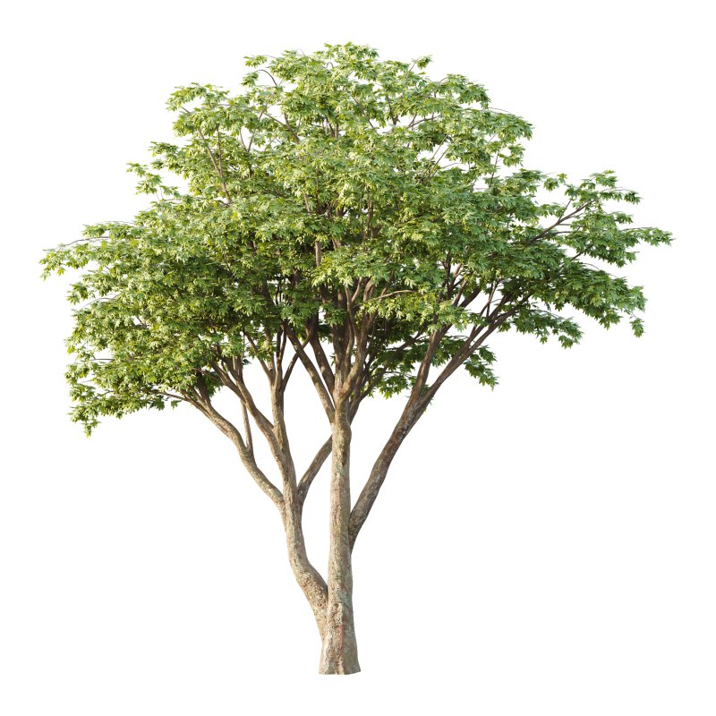 Acer Pseudoplatanus Tree 10 - Image 1