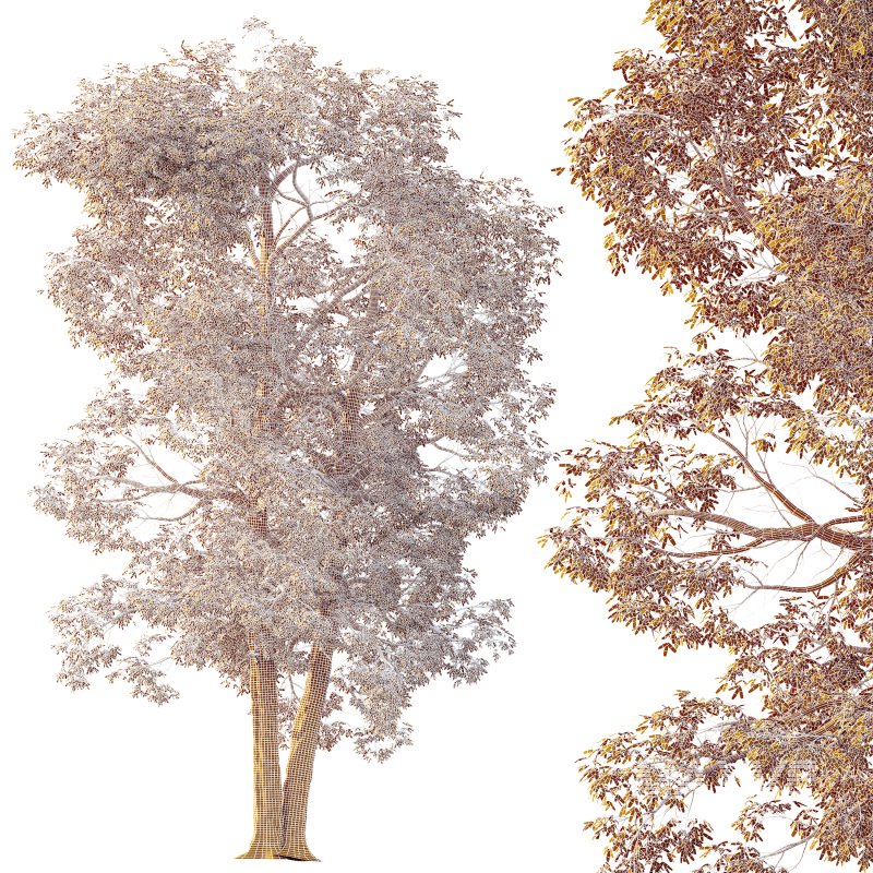 AV Plants Carya Glabra Ovalis Caryer Rouge Hickory03 - Image 4