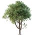 AV Plants Celtis laevigata Sugarberry Hackberry02 - Thumbnail 1