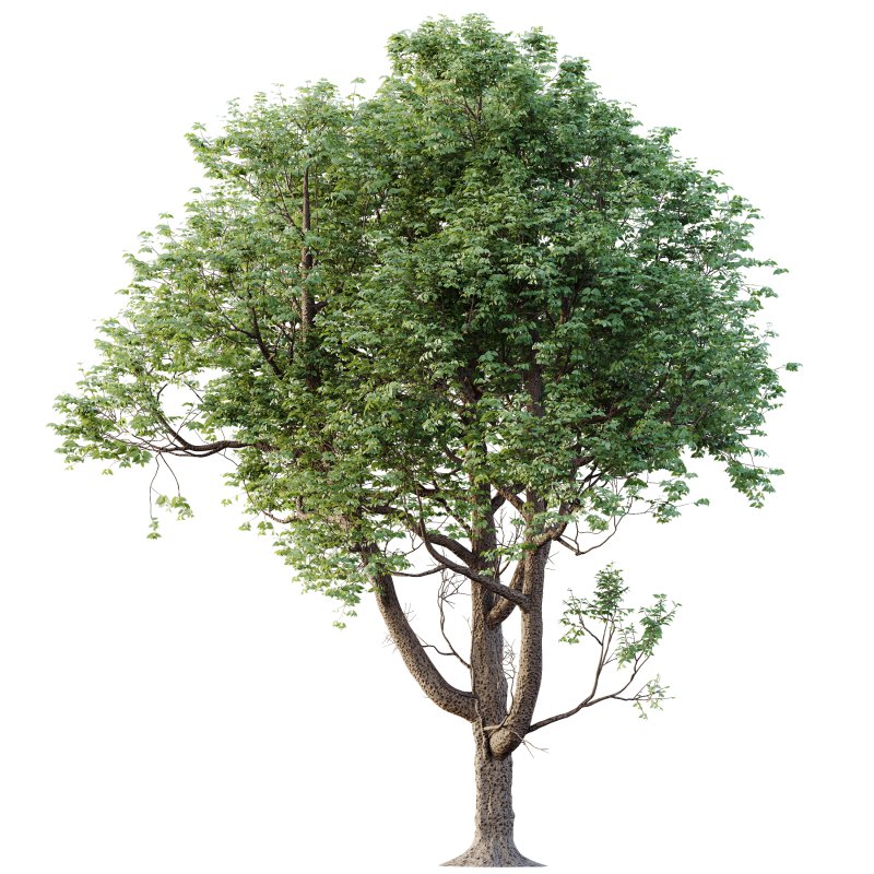 AV Plants Celtis laevigata Sugarberry Hackberry02 - Image 1