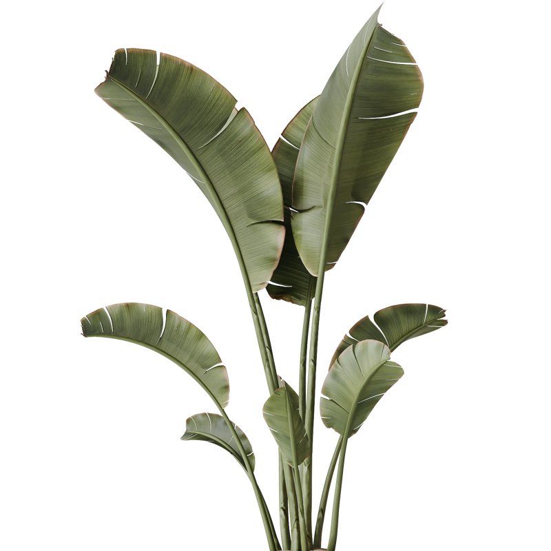 AV Indoor Plants Set 241 Olive Palm Bird Of Paradise Sansevieria Ficus Fig - Image 4