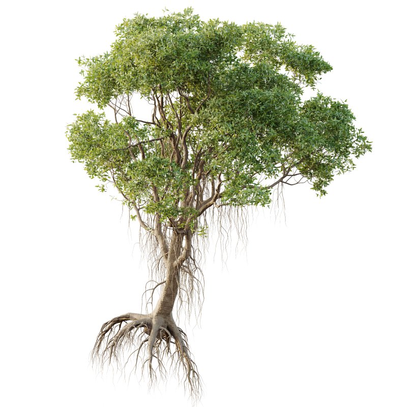 AV Plants Mangrove Gray Avicennia Marina04 - Image 1