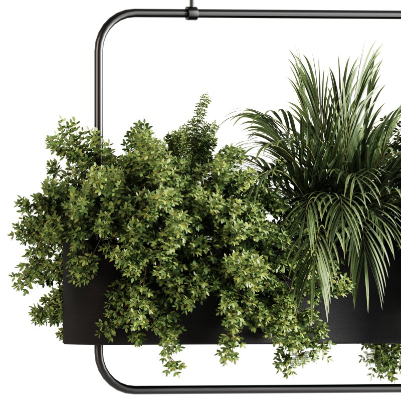 Indoor plants- Hanging Plants in Box- set178 - Image 4