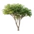 Acer Pseudoplatanus Tree 09 - Thumbnail 1