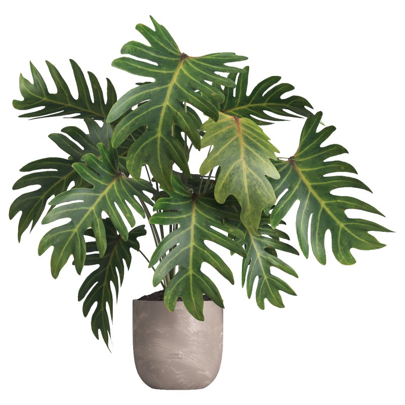 Indoor plant 014 - Image 1