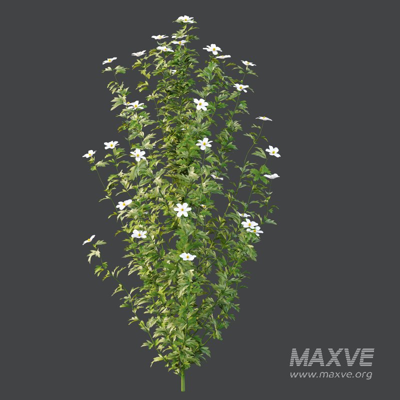 romneya coulter Argyrocytisus battandieri Tibouchina Semidecandra Plant - Image 2