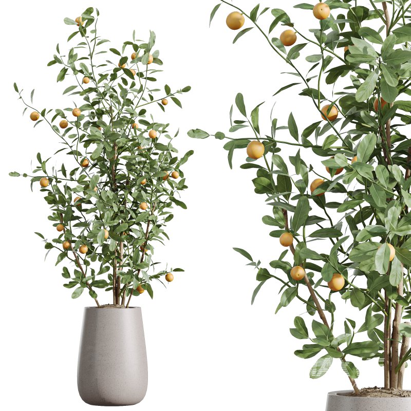 AV Indoor Plants Set 240 China Orange Tree and Spineless Palm and Peace Lily and Mission Olive - Image 4