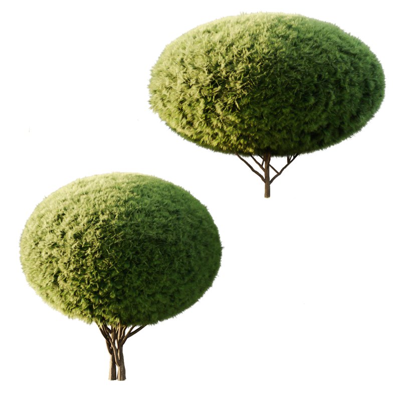 Pinus Mugo Bush0022 - Image 1