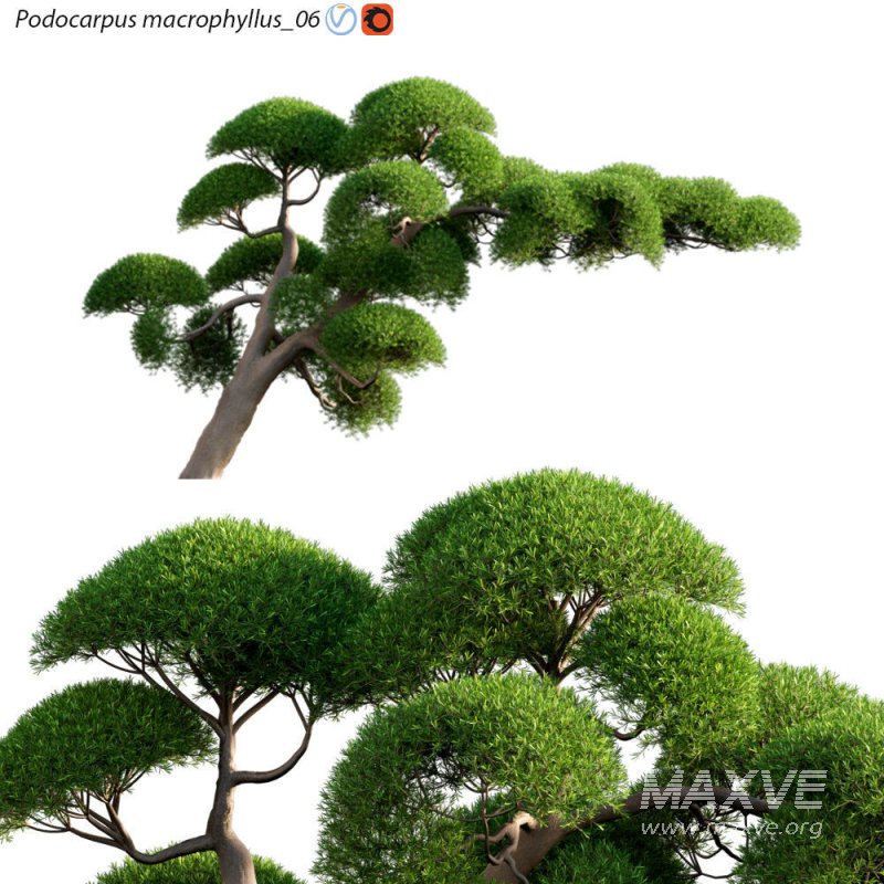 Podocarpus macrophyllus 06 - Image 1
