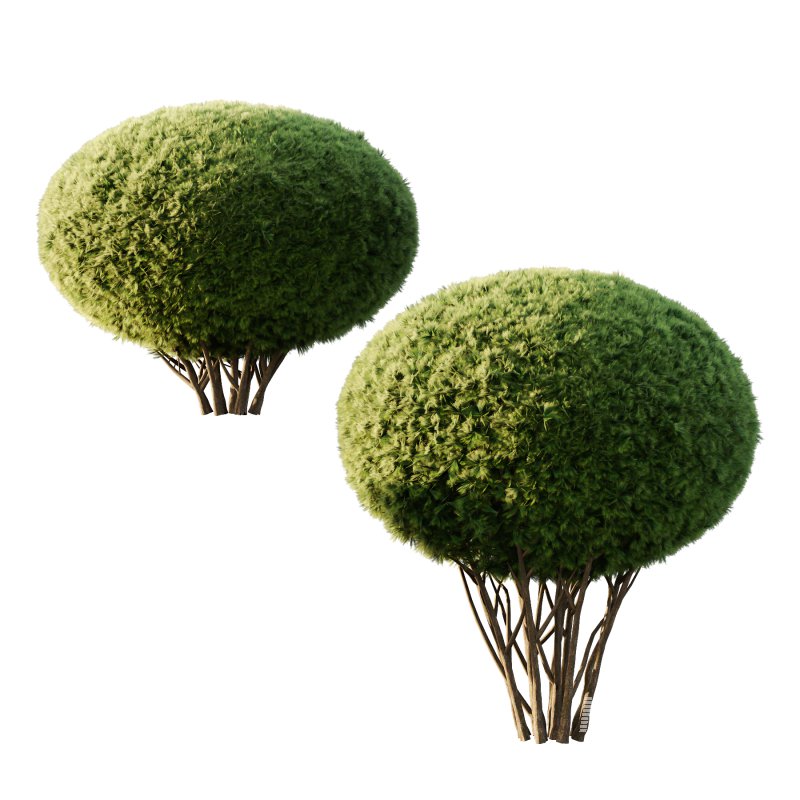 Pinus Mugo Bush003 - Image 3