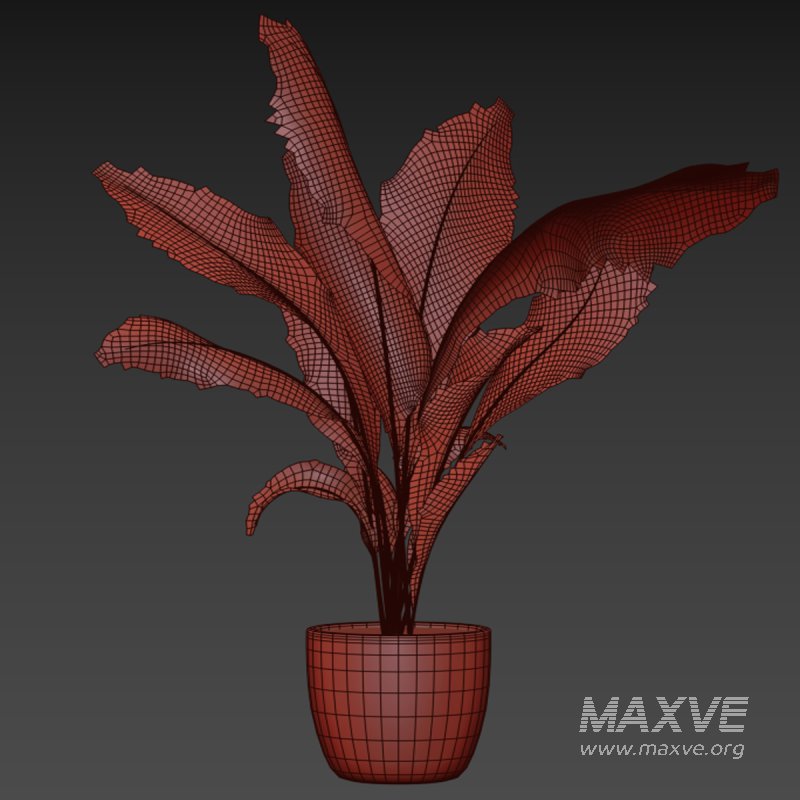 indoor plant 025 - Image 4