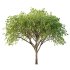 Acer Pseudoplatanus Tree 08 - Thumbnail 2