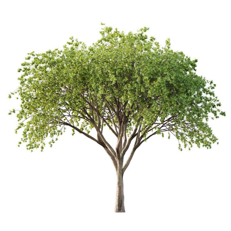 Acer Pseudoplatanus Tree 08 - Image 2