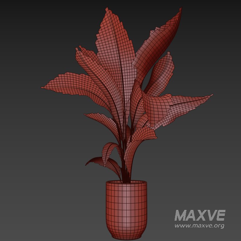 indoor plant 029 - Image 5