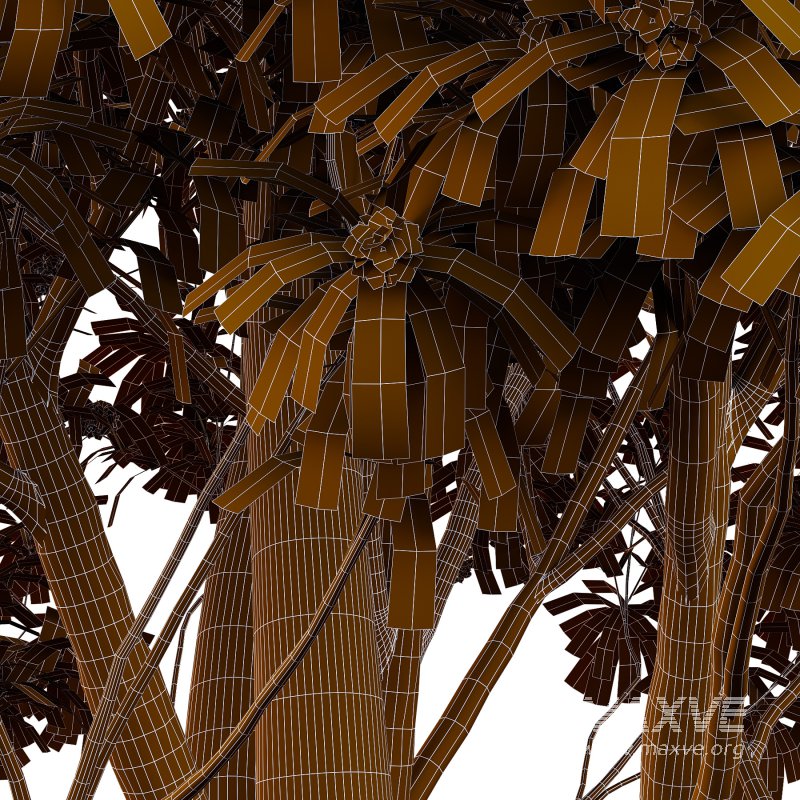 Water Gum Tree 01 - Image 2