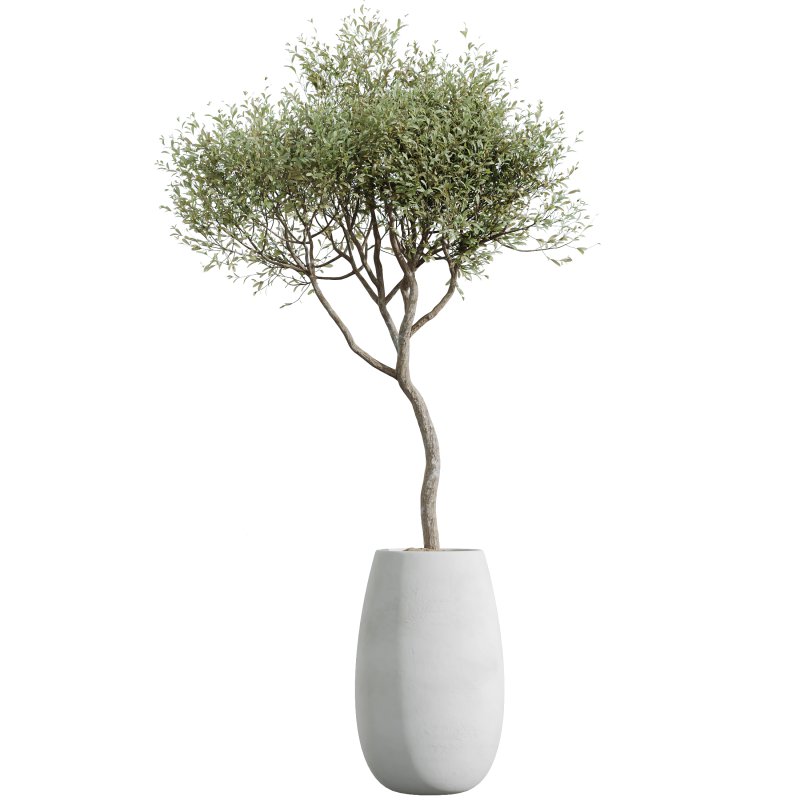 AV Indoor Plants Set 244 Ficus Indian Spineless Yucca Zamiifolia Mission Olive Alocasia - Image 1