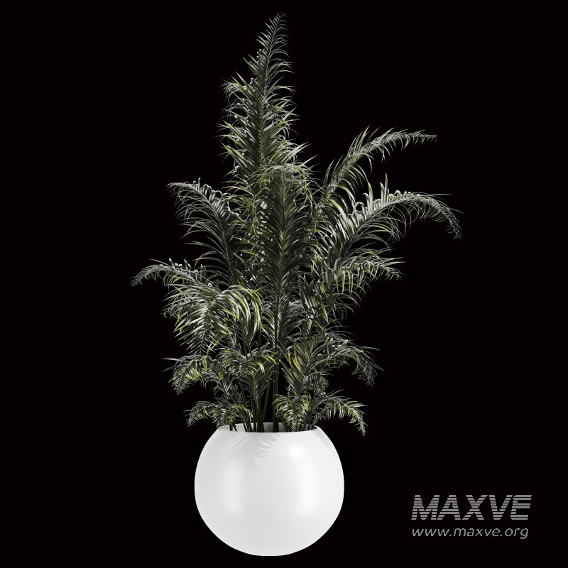 Indoor Plant Set 003 - Image 5