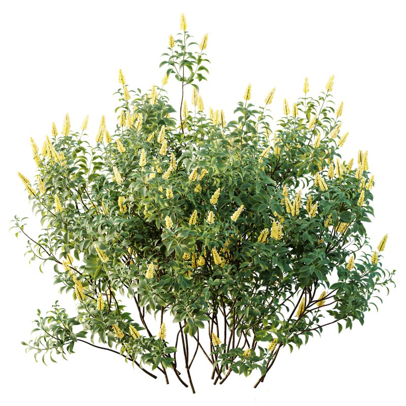 AV Spring bushes Kapebonavista Lutea Golden Shrimp and Phillyrea Rosemarinifolia Nana - Image 3