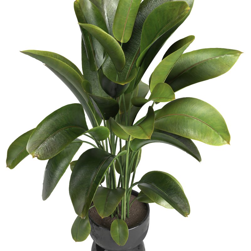 Indoor plant 012 - Image 4