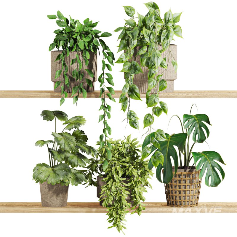 plants set on shelf - Image 1